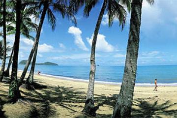 a beach with a palm tree