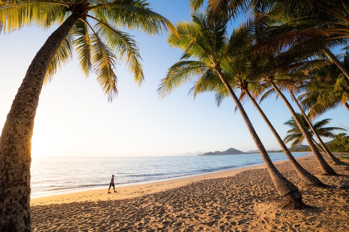a beach with a palm tree