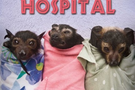 a dog sitting on a bed