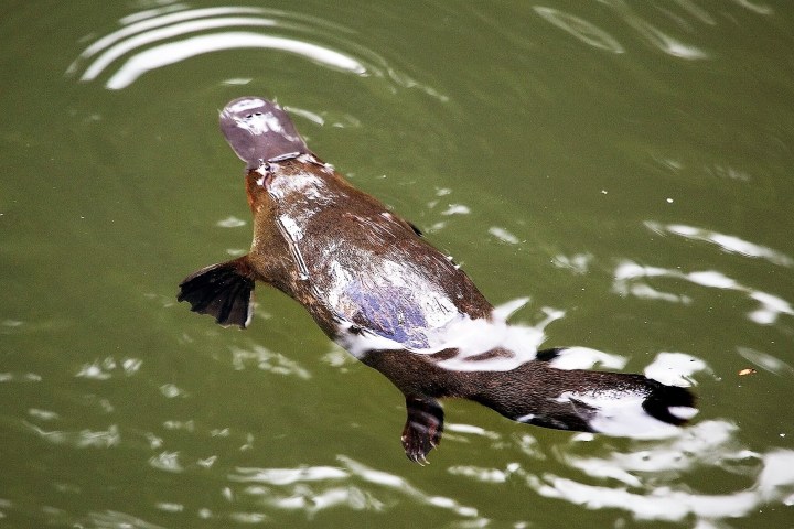 a bird swimming in water