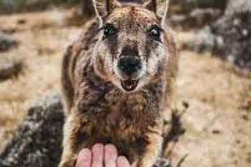 an animal standing on a rock