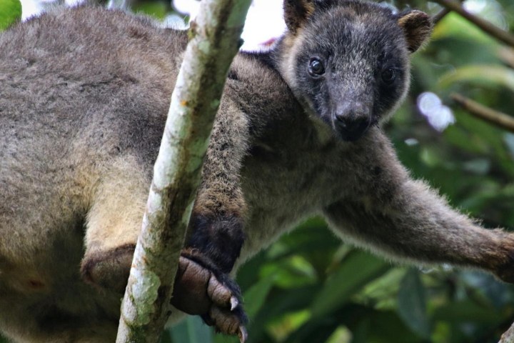 a koala bear on a branch