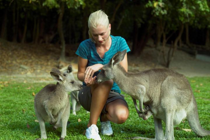 a kangaroo holding a baby