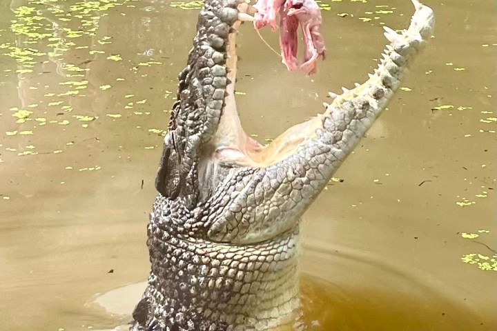 a person swimming in a body of water