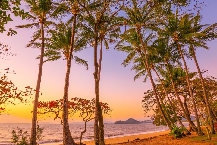 a group of palm trees next to a body of water