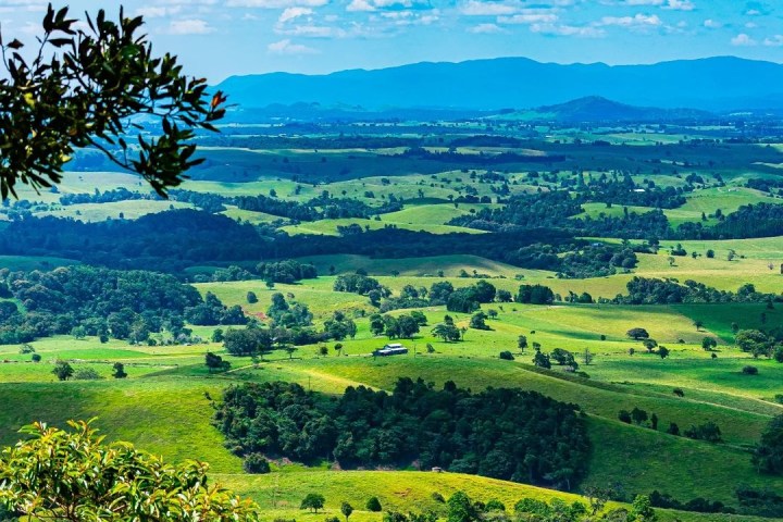 a herd of sheep grazing on a lush green field