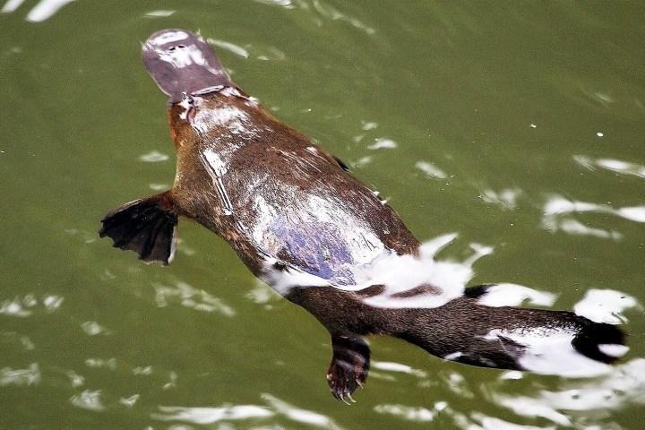 a bird swimming in water