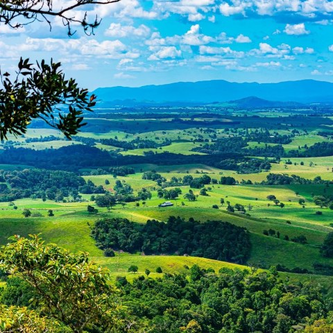 a herd of sheep grazing on a lush green field