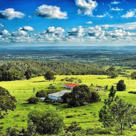 a herd of sheep grazing on a lush green field