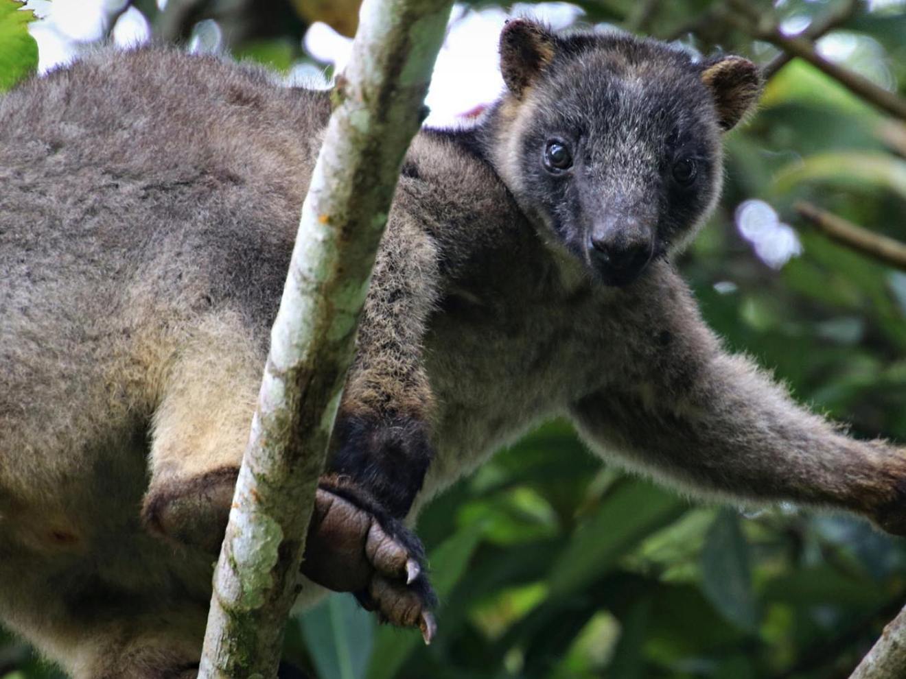 a koala bear on a branch