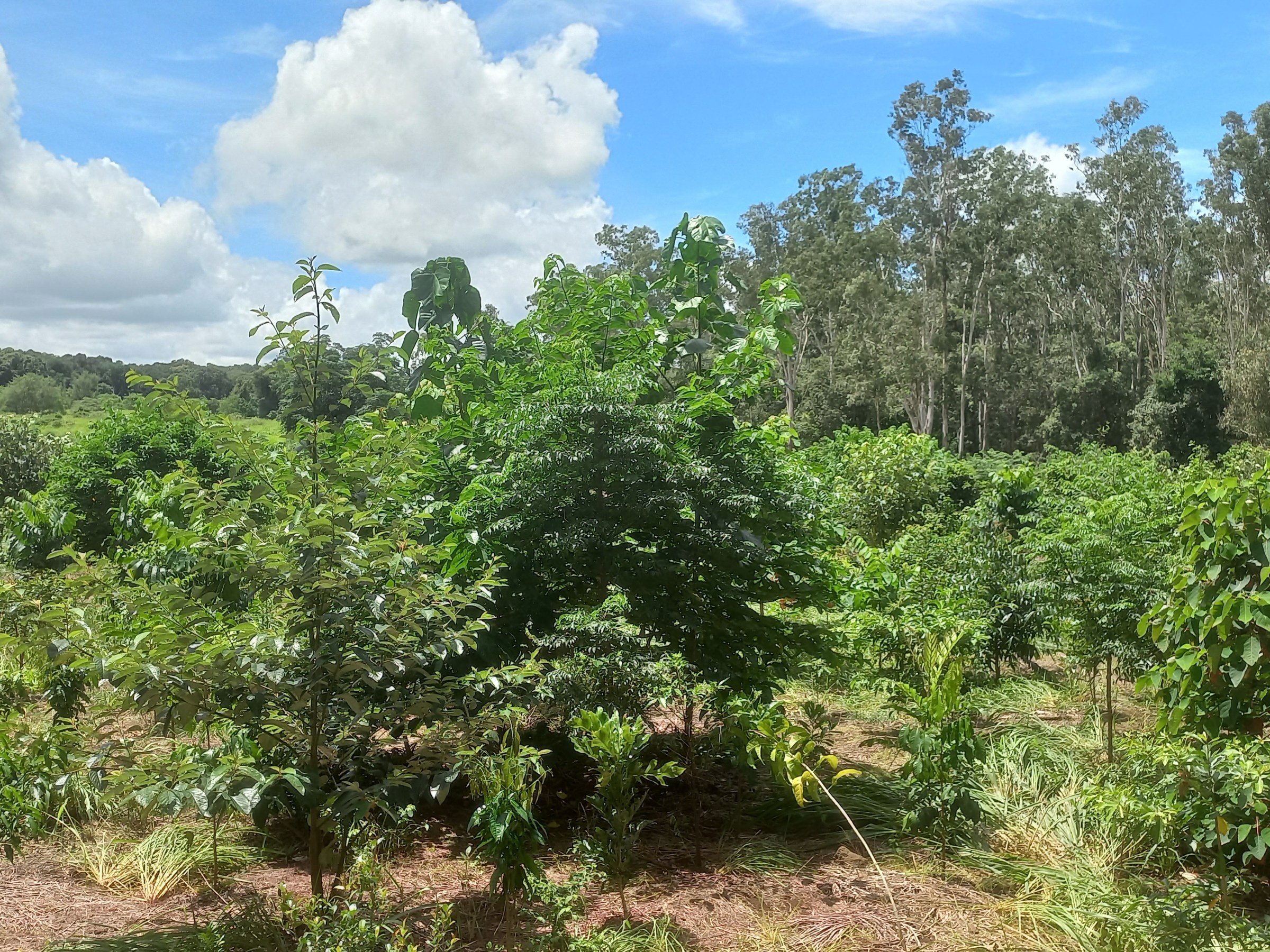 Lush green trees in a forest under a blue sky with clouds.