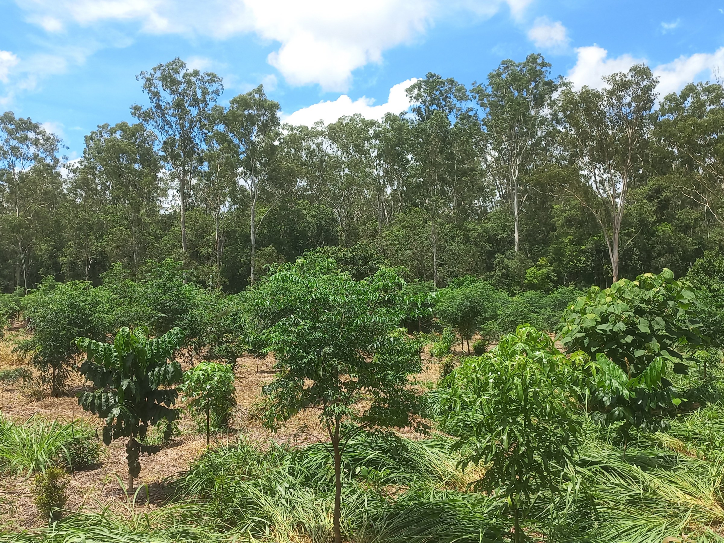 Lush green trees and plants in a forest under a blue sky with clouds.